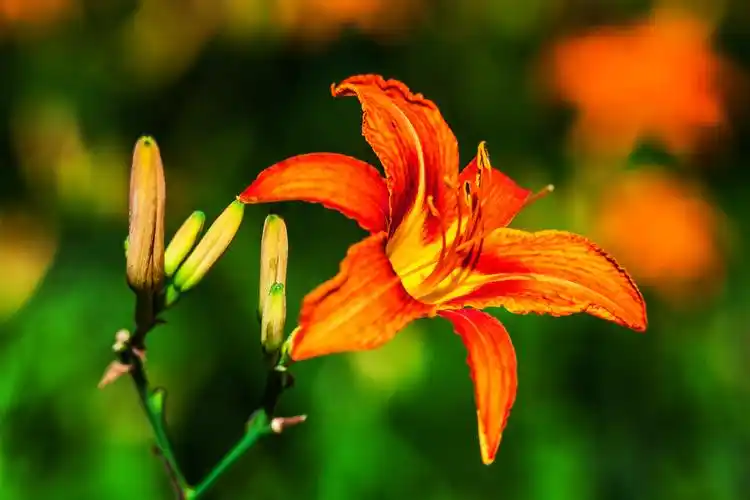 灿烂萱草花图片 - 第7张