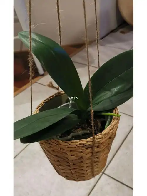 蝴蝶兰上墙自制挂绳吊盆技能get