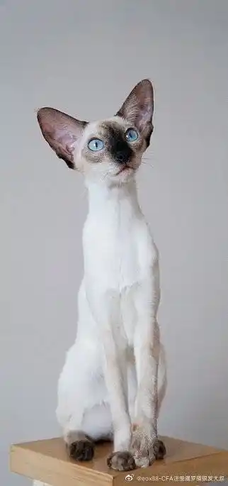 cfa注册海豹重点色暹罗猫