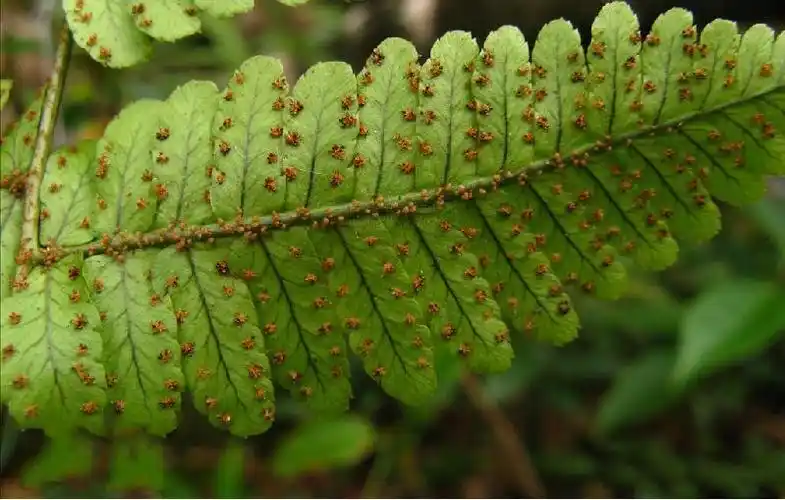 羽裂鳞毛蕨(植物)