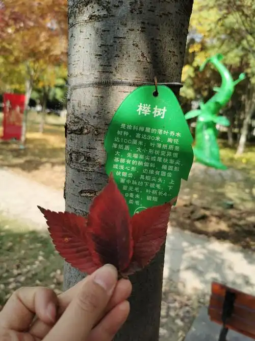 这个是榉树叶,红色的叶子真漂亮,叶子的边缘像个小锯子.