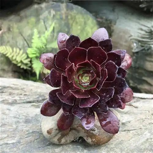 多肉黑法师介绍,整齐好看,养护简单