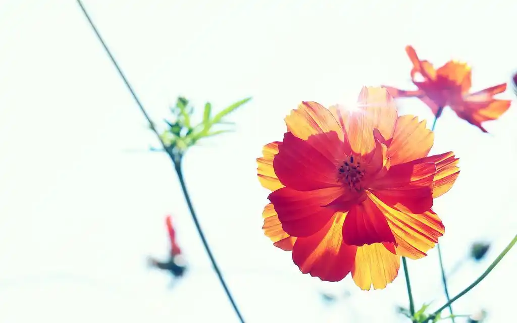 小清新阳光唯美意境壁纸