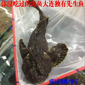 000人付款淘宝大连野生先生鱼鲜活新鲜虎头鱼大连独有