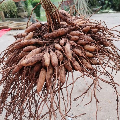 北京同仁堂 四川野生天冬草泡酒新鲜天门冬中药材川天冬根新货大门冬