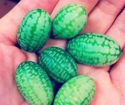 世界最小西瓜能够对抗衰老