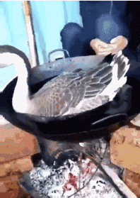 铁锅炖大鹅,兄弟就等着这个硬菜呢