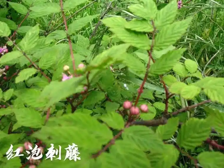 蔷薇科:悬钩子属灌木植物.红泡刺藤又名灰毛果莓.根入药.性味 - 抖音
