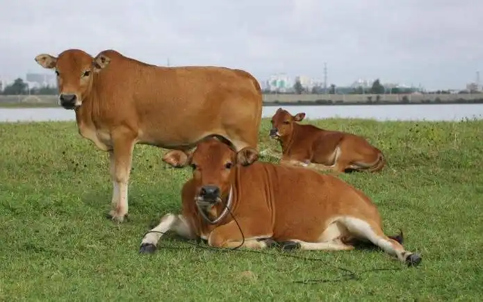 1961年属牛的人2019年运势运程大全