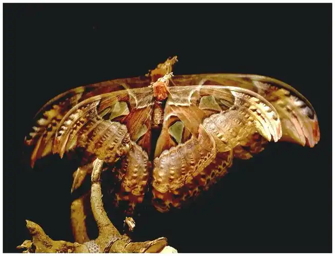 罕见巨型大飞蛾(眼镜蛇蛾)@蝉蜕@东莞雀园