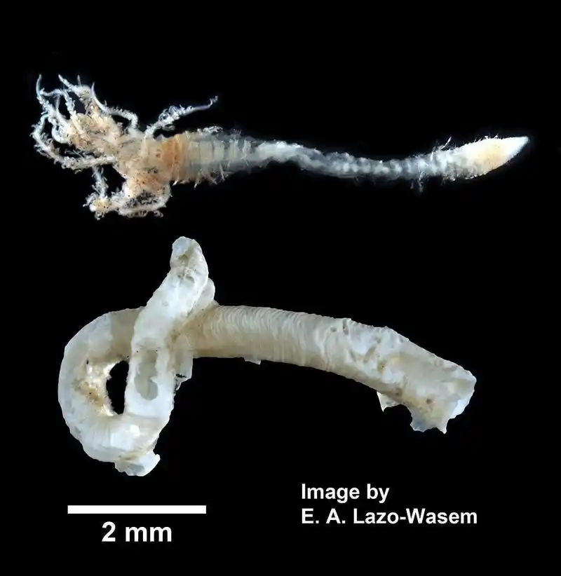 鲜美贝类你可知最好吃的是哪个部分