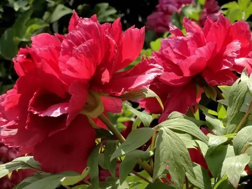 大红牡丹