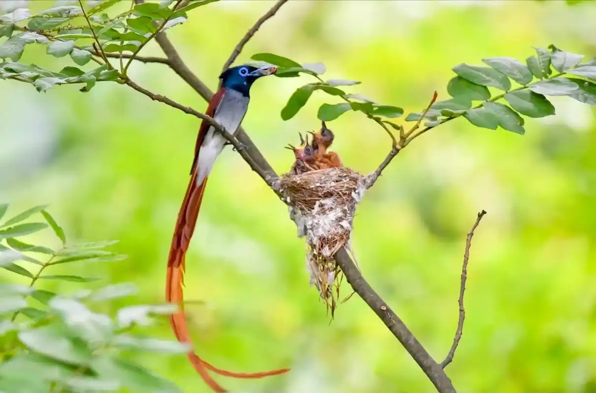 飘香一剑 #原创摄影 一野生鸟类摄影 寿带鸟(红色) - 抖音