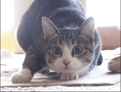 宠物gif图:柯基打群架,场面太激烈了,拉都拉不住啊!