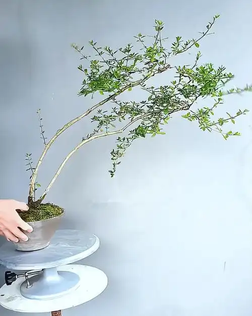 六月雪盆景打造你的夏日仙境