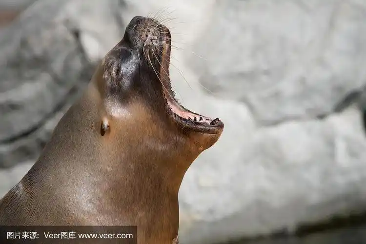 成年海狮的嘴和牙齿