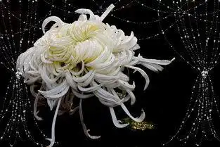 一路走好的哀悼句子图片