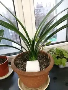 技师君子兰,于三年前哈尔滨君子兰展购买,成兰未开花,两年没换