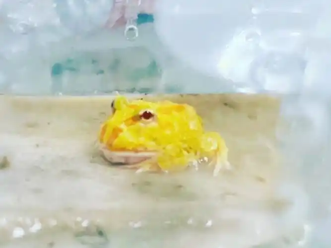 路上遇上卖异宠的走不动路了,挑了半天买了只3cm的黄绿色小角蛙.