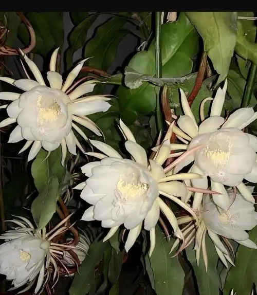 每年如约而至的大叶昙花