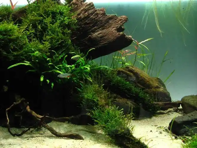 水草缸造景沉木水草泥化妆砂青龙石120cm尺寸设计67