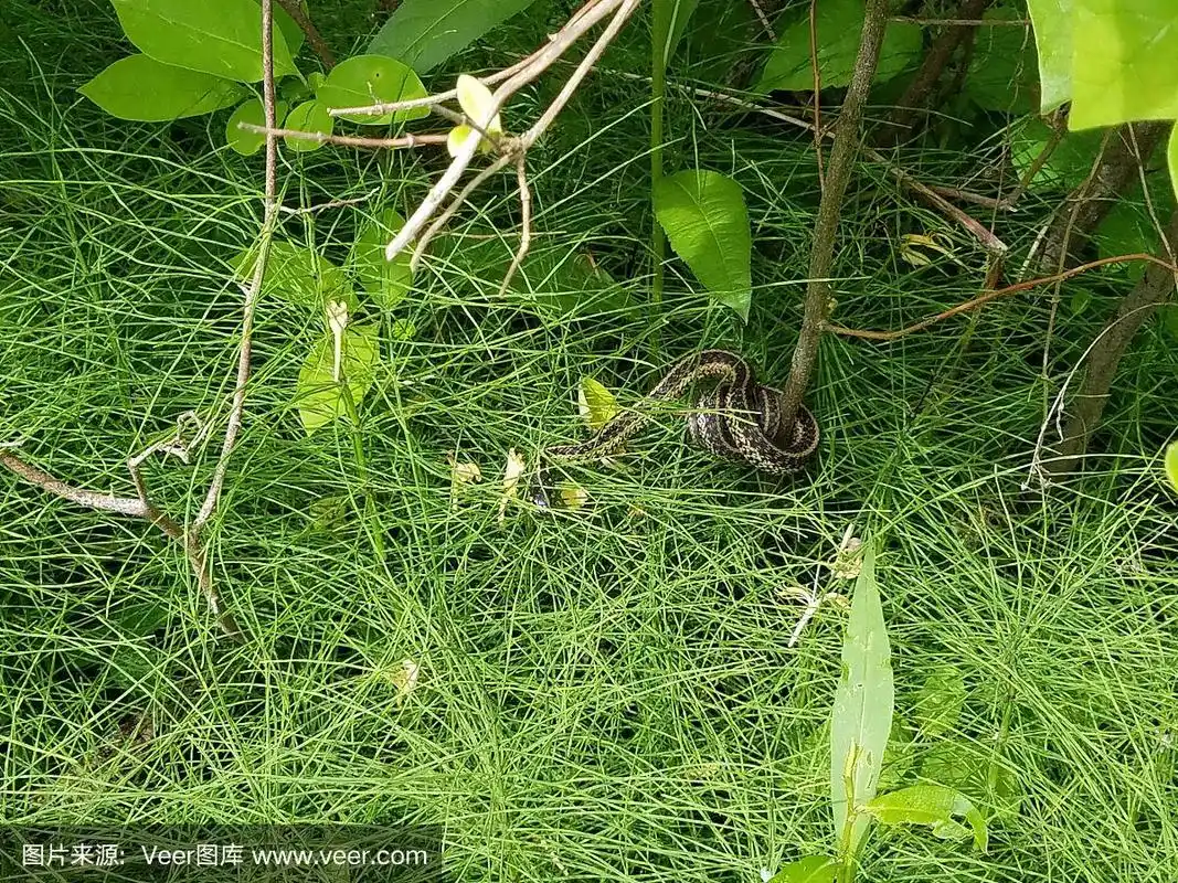 一条黑色和黄色的蛇盘绕在树上