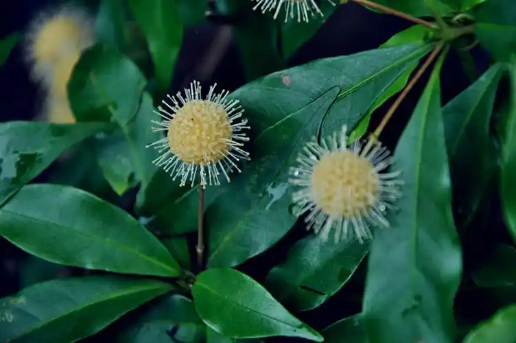 水杨梅 - 摄影 梅州时空