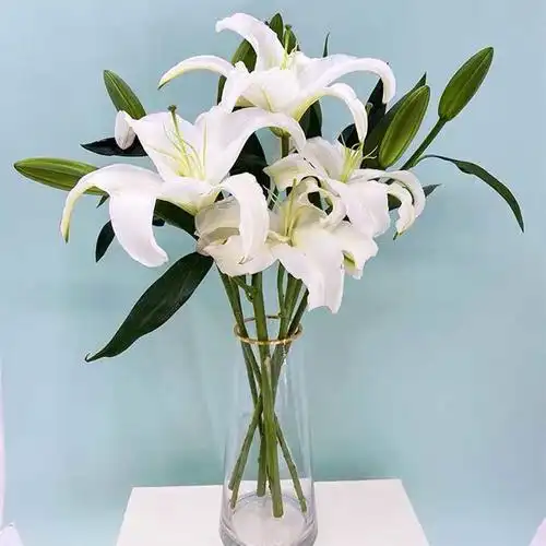 鲜花猫香水百合鲜花昆明产地直发白色10个花苞