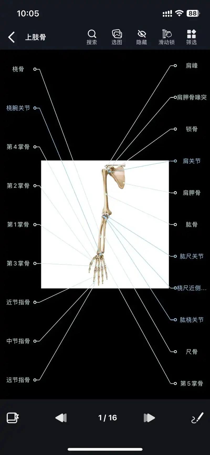 上肢骨插图.影像解剖图谱app_上肢骨插图#影像解剖图谱 # - 抖音