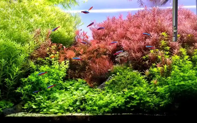 草缸欣赏又长满了即将翻缸荷兰景水草造景记录