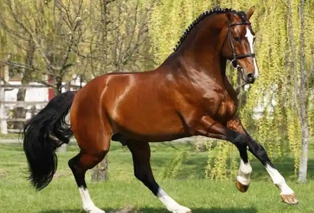 世界上最贵的马品种阿拉伯马是最古老的马种