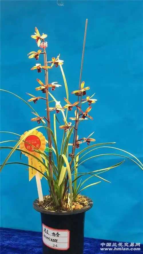 引种曾经的天价兰花蕙兰传奇存档纪念