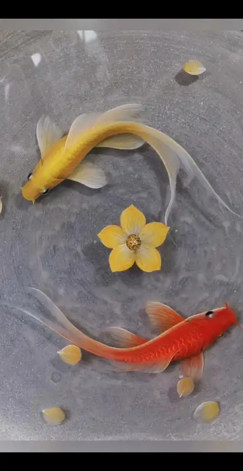 3d立体树脂画#锦鲤～完整版