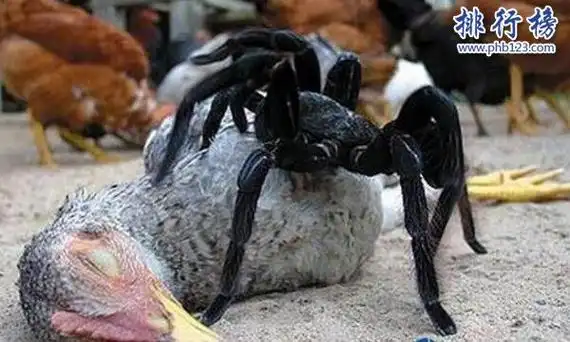 而当你在沙漠中发现了巨骆驼蜘蛛是最好的办法就是离它们远远地