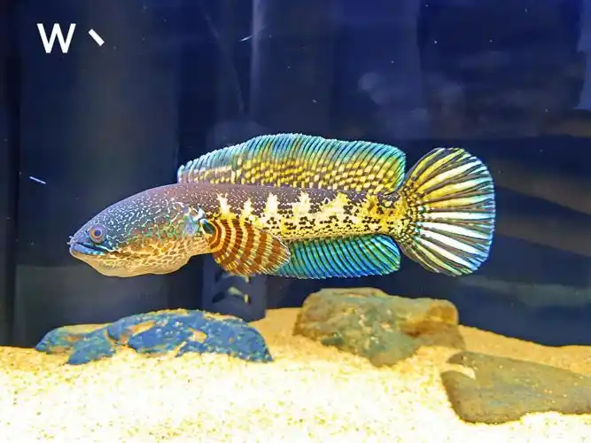 w丶:小短粗 #黄金眼镜蛇雷龙咬缸 #雷龙鼓腮巡游 #雷龙鱼