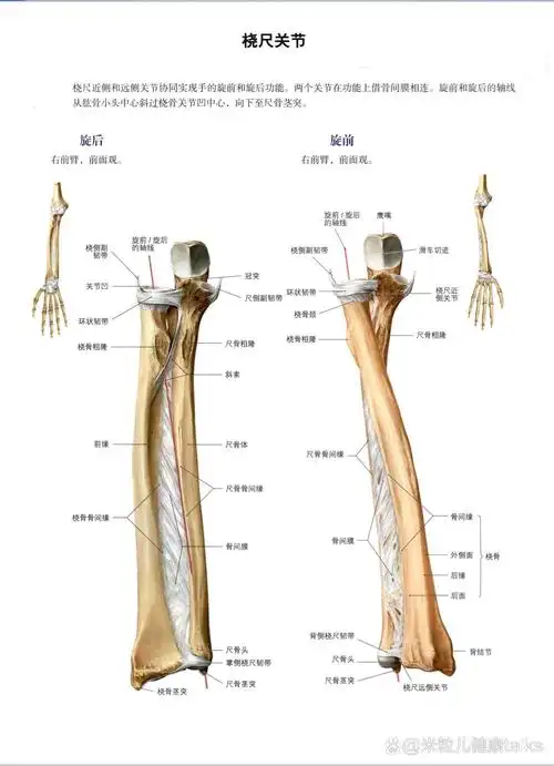 解剖笔记---尺骨,桡骨及相关关节 尺骨位于前臂内侧,属长骨,分为一体