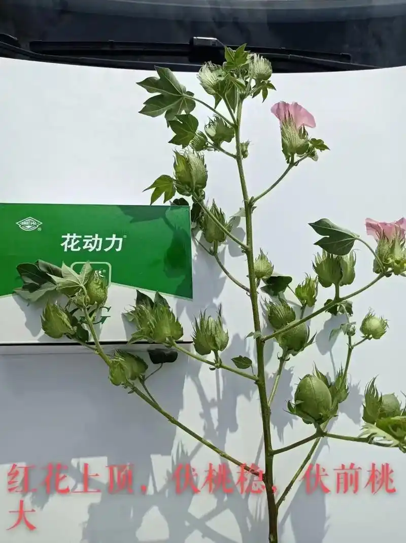 棉花不开花,开花晚,上花慢?国光花动力,整枝塑型上花快!无残 - 抖音