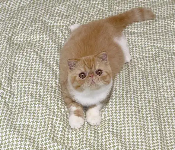 明明很可爱的呀～性价比超级高的宝宝,繁育级别～#加菲猫  #异国短毛