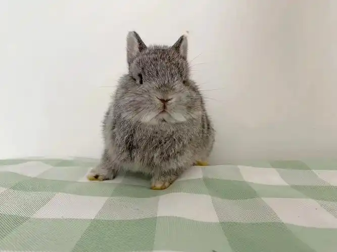 喜欢的私信我呀#兔子  #兔兔  #双血侏儒兔  #金吉拉