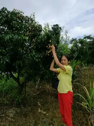 午餐过后,庄主带我们去果园采摘黄皮.