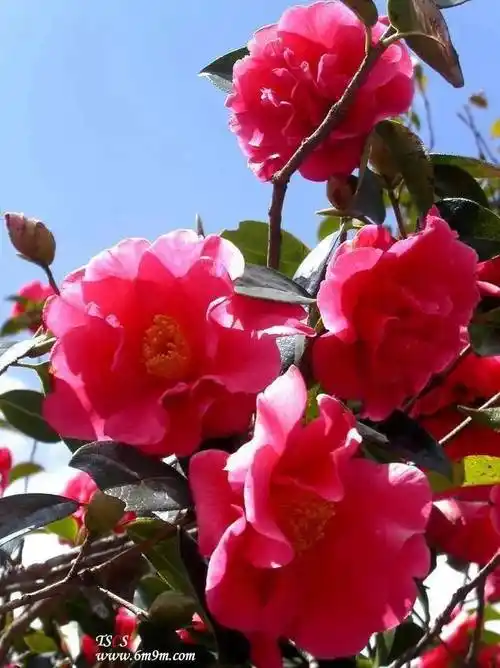 端庄高雅,秀美迷人的大山茶花