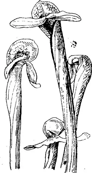 瓶子草科,眼镜蛇草属.多年生食虫植物.