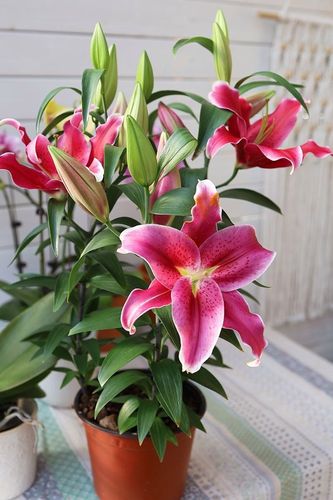 进口香水百合浓香盆栽大重瓣花卉室内外阳台庭院四季开花好养易活