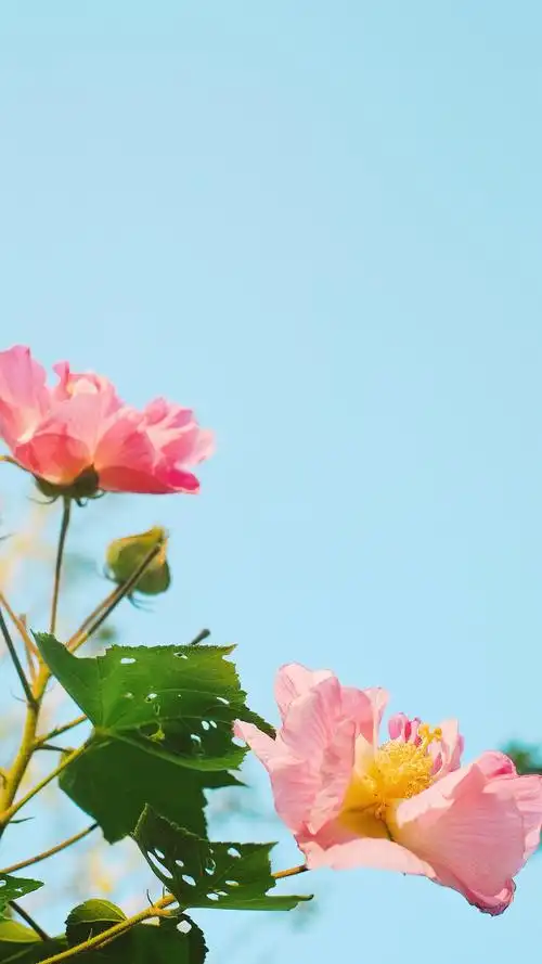 夏日小清新风景手机壁纸图片