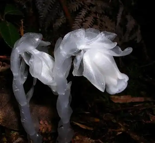 幽灵兰花图片(幽灵兰花长什么样)-图6