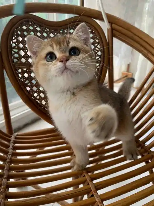 金渐层11色弟弟