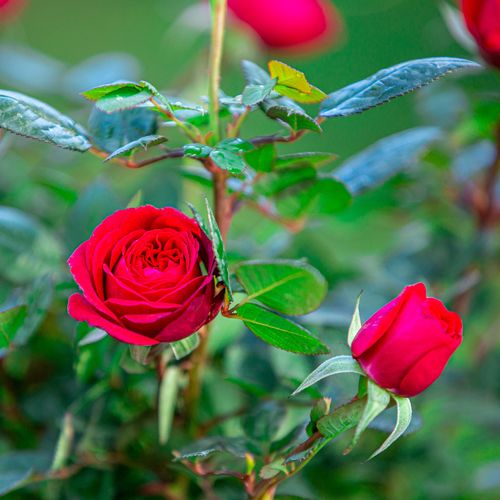 玫瑰花盆栽花苞室内阳台四季开花植物室外花卉时令草本花卉