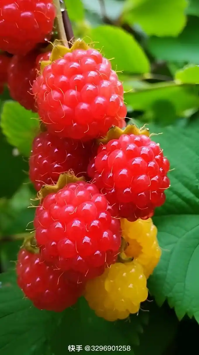 在植物园的墙边上看到这些漂亮的果子,不认识 ,不知道可不可以吃呢?