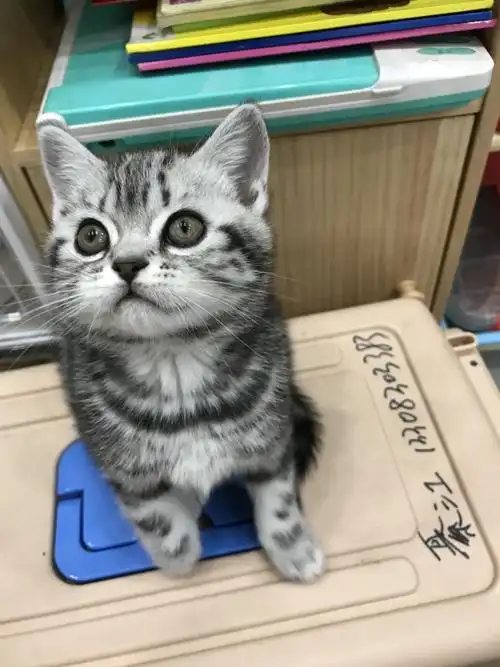 美短虎斑幼猫找新家