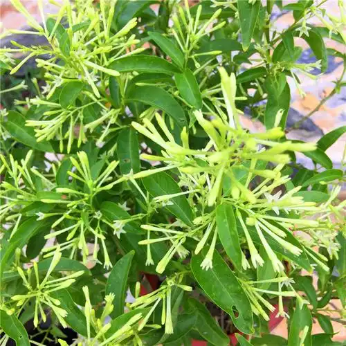 盆栽与盆景产品